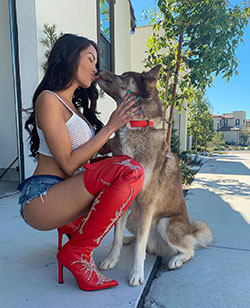 Maddy Belle, shiloh shepherd dog, kunming wolfdog, companion dog: Dog breed,  Instagram girls  