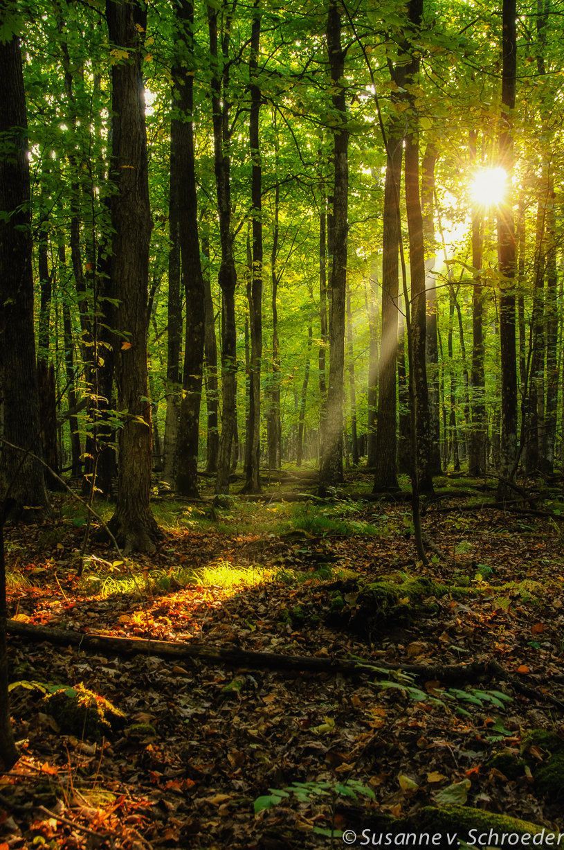 Beam of sun light northern hardwood forest, old growth forest, people in nature