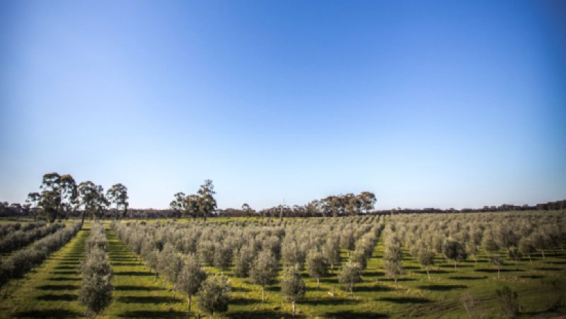Fixed Income Investments Australia